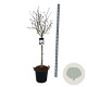 Magnolia stellata 80 cm stam 30L