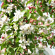 Malus 'Golden Hornet' 300-350 cm draadkluit meerstammig 3-4 tak