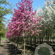 Malus 'Rudolph' 12-14 HO draadkluit 3 X verplant