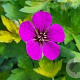 Geranium 'Anne Thomson' GM  P11