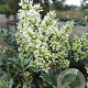 Ligustrum japonicum 'Silver Star' 8-10 HA container 120 cm stam