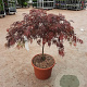 Acer pal. 'Garnet' 60-80 cm 15L