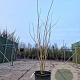 Albizia julibrissin 200-250 cm container meerstammig extra
