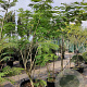 Albizia julibrissin 200-250 cm container meerstammig extra