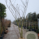 Albizia julibrissin 300-350 cm draadkluit meerstammig solitair