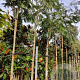 Albizia julibrissin 200 cm stam container 10-12 lei 150x120