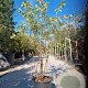 Amelanchier lamarckii 175-200 cm 30L