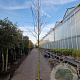 Amelanchier lamarckii 10-12 HO 40L