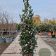Camellia sasanqua 175-200 cm 30L