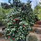 Camellia vernalis 'Yuletide' 175-200 cm container meerstammig