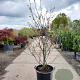 Cercis siliquastrum 200-250 cm container meerstammig extra