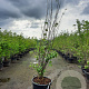Cercis siliquastrum 200-250 cm container meerstammig extra
