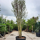 Cercis siliquastrum 500-550 cm container meerstammig