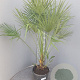 Chamaerops humilis 70-90 cm 9L