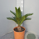Cycas revoluta GM C6L