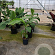 Ensete lasiocarpa GM C6L