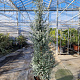 Eucalyptus gunnii Azura 200-250 cm 35L