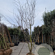 Gleditsia triac. 'Sunburst' 400-450 cm draadkluit