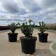 Ilex crenata 'Caroline Upright' 20-25 cm 2,0L