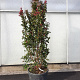 Lagerstroemia indica 175-200 cm cont. 95L