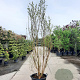 Lagerstroemia Dynabite 250-300 cm container meerstammig