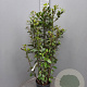 Laurus nobilis 125-150 cm 10L