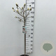 Magnolia stellata 60 cm stam 7,5L