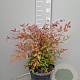 Nandina domestica 40-50 cm 10L