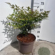 Nandina domestica 40-50 cm 10L