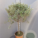 Olea europaea 100-120 cm 9L