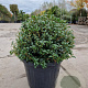 Osmanthus burkwoodii 50 cm container bol
