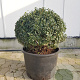 Osmanthus burkwoodii 50 cm container bol