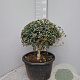 Osmanthus burkwoodii 50 cm container bol