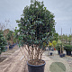 Osmanthus fortunei 175-200 cm container piramide