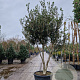 Osmanthus heterophyllus 250-300 cm container meerstammig opgekroond