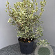 Osmanthus heter. 'Variegatus' 50-60 cm 7,5L