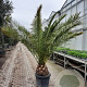 Phoenix canariensis 175-200 cm container meerstammig