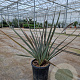 Phormium 'Red Sensation' 80-100 cm 15L