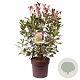 Photinia fraseri 'Red Robin' 80 cm 15L