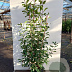Photinia fraseri 'Red Robin' 125-150 cm 35L