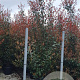 Photinia fraseri 'Red Robin' 250-300 cm 45L