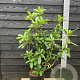 Photinia serratifolia Crunchy 100-125 cm 20L