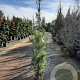 Pinus halepensis 175-200 cm 10L
