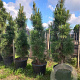 Pinus nigra 'Molette' 250-300 cm draadkluit solitair