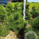 Pinus nigra nigra 60-80 cm met kluit