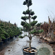 Pinus nigra nigra 300-350 cm container