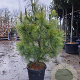 Pinus wallichiana 125-150 cm container meerstammig