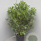 Pittosporum tobira 70-90 cm 10L