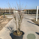 Punica granatum 80-100 cm draadkluit solitair