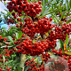 Pyracantha coccinea 120 cm stam container 12-14